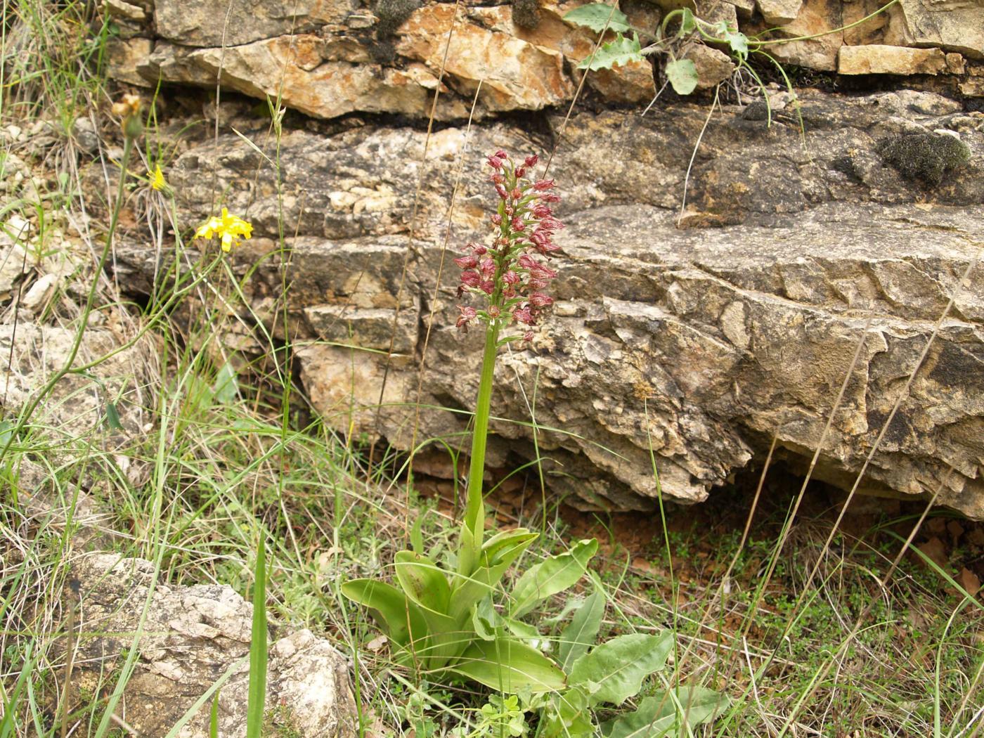 Orchid, Lady var. hypochromia plant